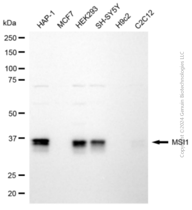 WB - KD-Validated Anti-MSI1 Mouse Monoclonal Antibody AGI2079